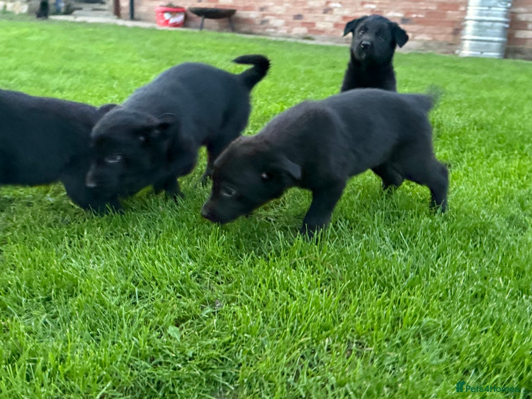Borador dogs for sale: Fantastic vaccinated puppies - Advert 7