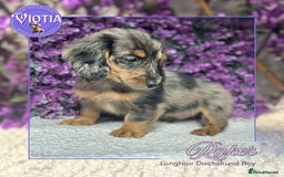 Miniature Dachshund dogs for sale: Gorgeous miniature dachshund babies long coats  - Image 9