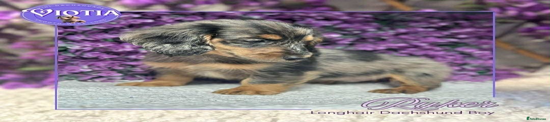 Miniature Dachshund Puppy 3