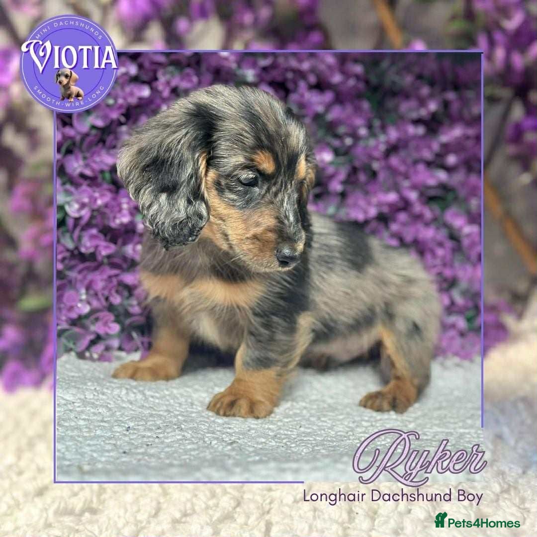 Miniature Dachshund dogs for sale: Gorgeous miniature dachshund babies long coats  - Image 9