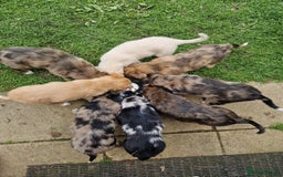Mixed Breed dogs for sale: Stunning rough coated lurchers - Image 1