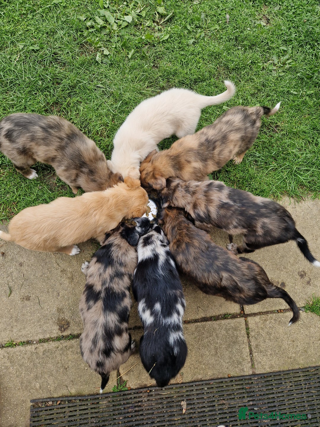 Mixed Breed dogs for sale: Stunning rough coated lurchers - Image 1