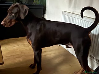 Dobermann dogs in Stoke-on-Trent - Advert 2