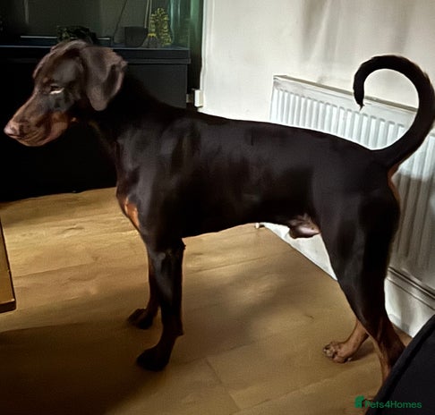 Dobermann dogs in Stoke-on-Trent - Advert 1