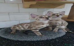 Bengal cats for sale: 🔥✨Pedigree TICA-Registered Bengals - Image 26