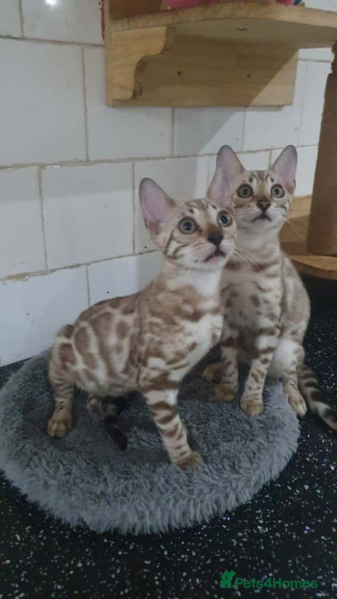 Bengal cats for sale: 🔥✨Pedigree TICA-Registered Bengals - Image 26