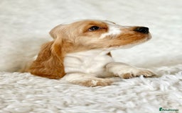 Cocker Spaniel dogs for sale: Golden Roan Full Health Tests Showline KC Reg Pups - Image 30