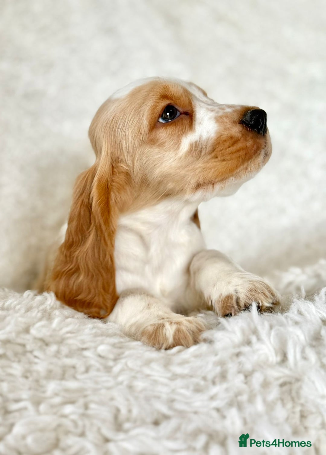 Cocker Spaniel dogs for sale: Golden Roan Full Health Tests Showline KC Reg Pups - Image 30