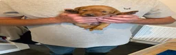 Labrador Retriever dogs for sale: Kc Registered working Labrador puppies   - Advert 18
