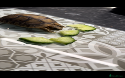 Tortoise reptiles for sale: Young tortoise for rehoming  - Image 3