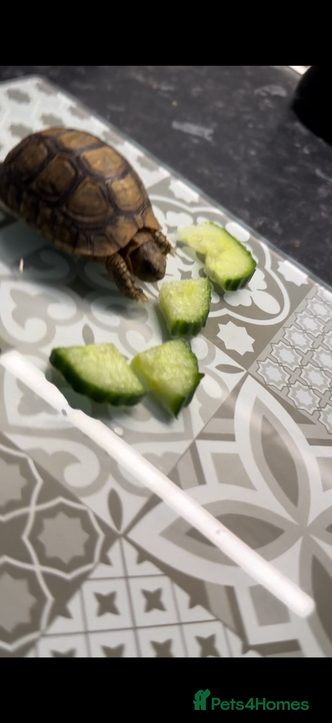 Tortoise reptiles for sale: Young tortoise for rehoming  - Image 3