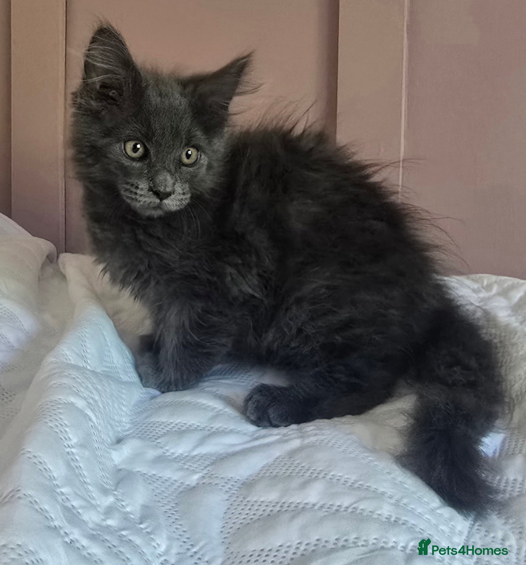 Maine Coon cats 1 stunning blue boy remaining  main pic - Advert 1