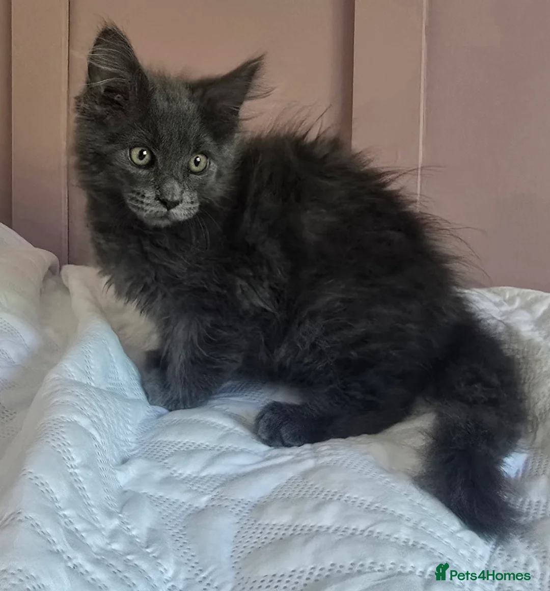 Maine Coon cats for sale: Price drop  - Advert 1