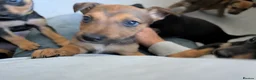 Mixed Breed dogs for sale: Mixed breed shepherds for sale - Advert 14
