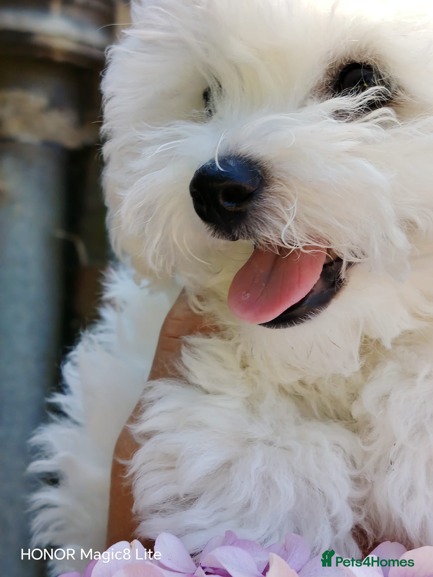 Bichon Frise dogs Bichon Frise (last girl left ) - Advert 2