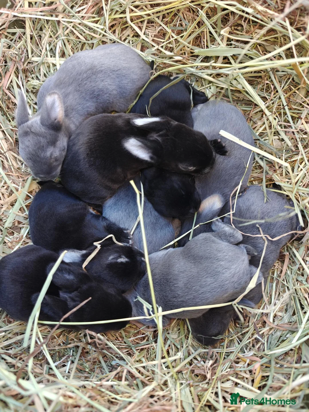 Rex rabbits for sale: Mini Rex Rabbits  - Advert 32