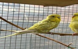 Budgerigars birds for sale: Baby Budgies For Sale  - Image 7