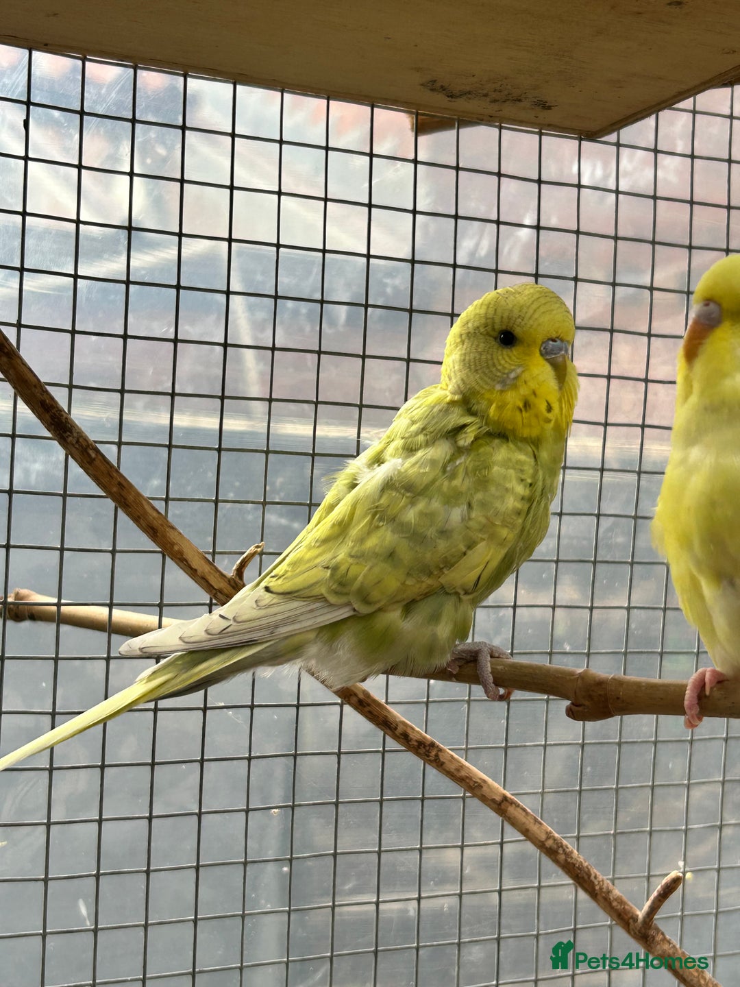 Budgerigars birds for sale: Baby Budgies For Sale  - Image 7