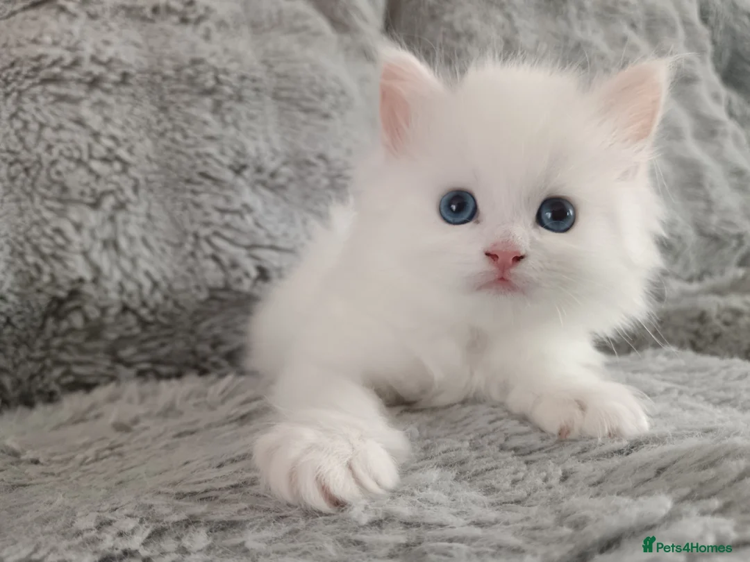 Maine Coon cats for sale: Stunning White Maine Coon kittens  in Liverpool - Advert 1