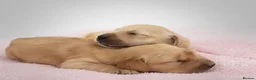 Golden Retriever dogs for sale: Beautiful Golden Retriever Puppies - Advert 24