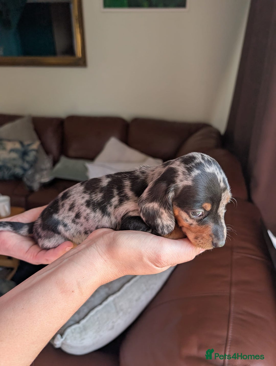 Miniature Dachshund dogs for sale: Beautiful miniature dachshund puppies - Image 3