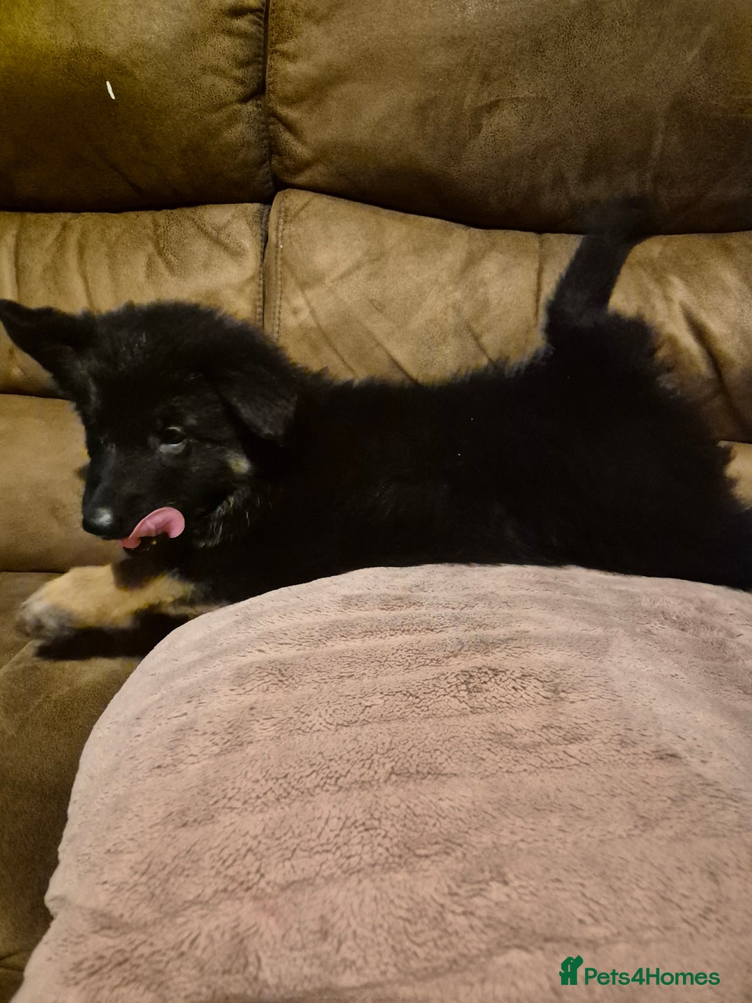 German Shepherd dogs for sale: Ready Now-KC, health Tested German Shepherd Pups - Image 8