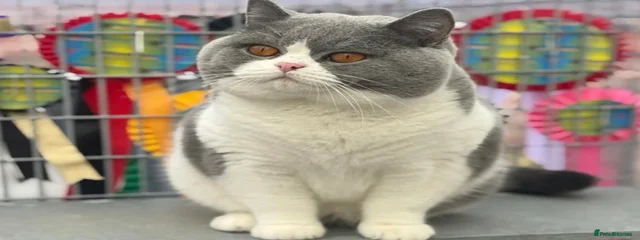 Fabulous