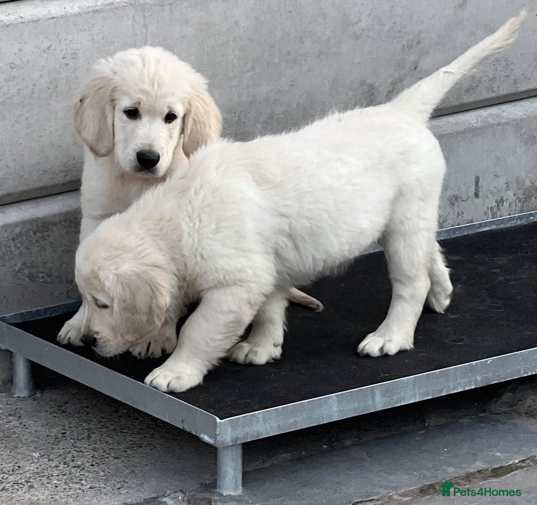Golden Retriever dogs for sale: Stunning Puppies Ready Now (Updated pics) - Image 18