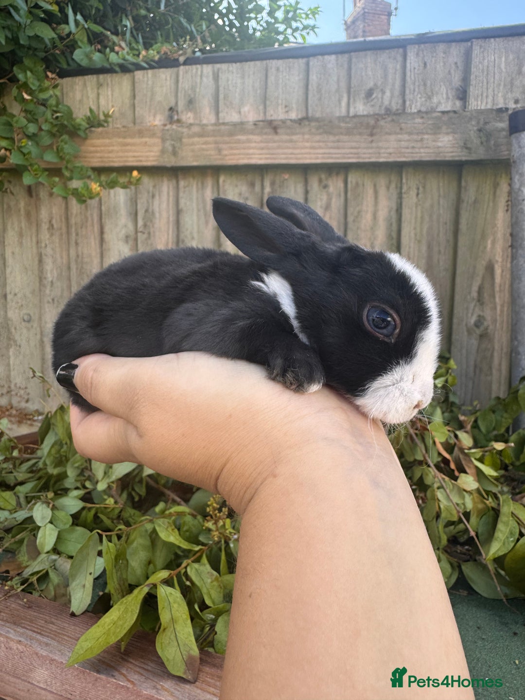 Mini Lop rabbits for sale: PUREBRED MINI LOP & MINI REX BABIES - Image 14