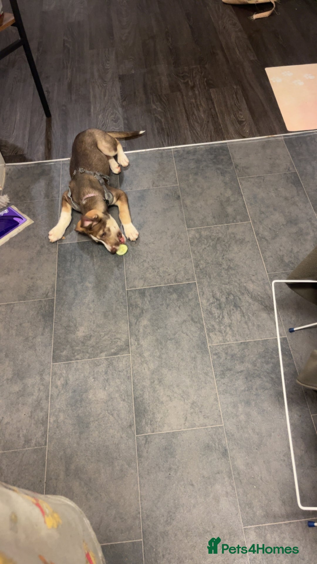 Mixed Breed dogs for sale: Husky cross (named Toffie) - Advert 6