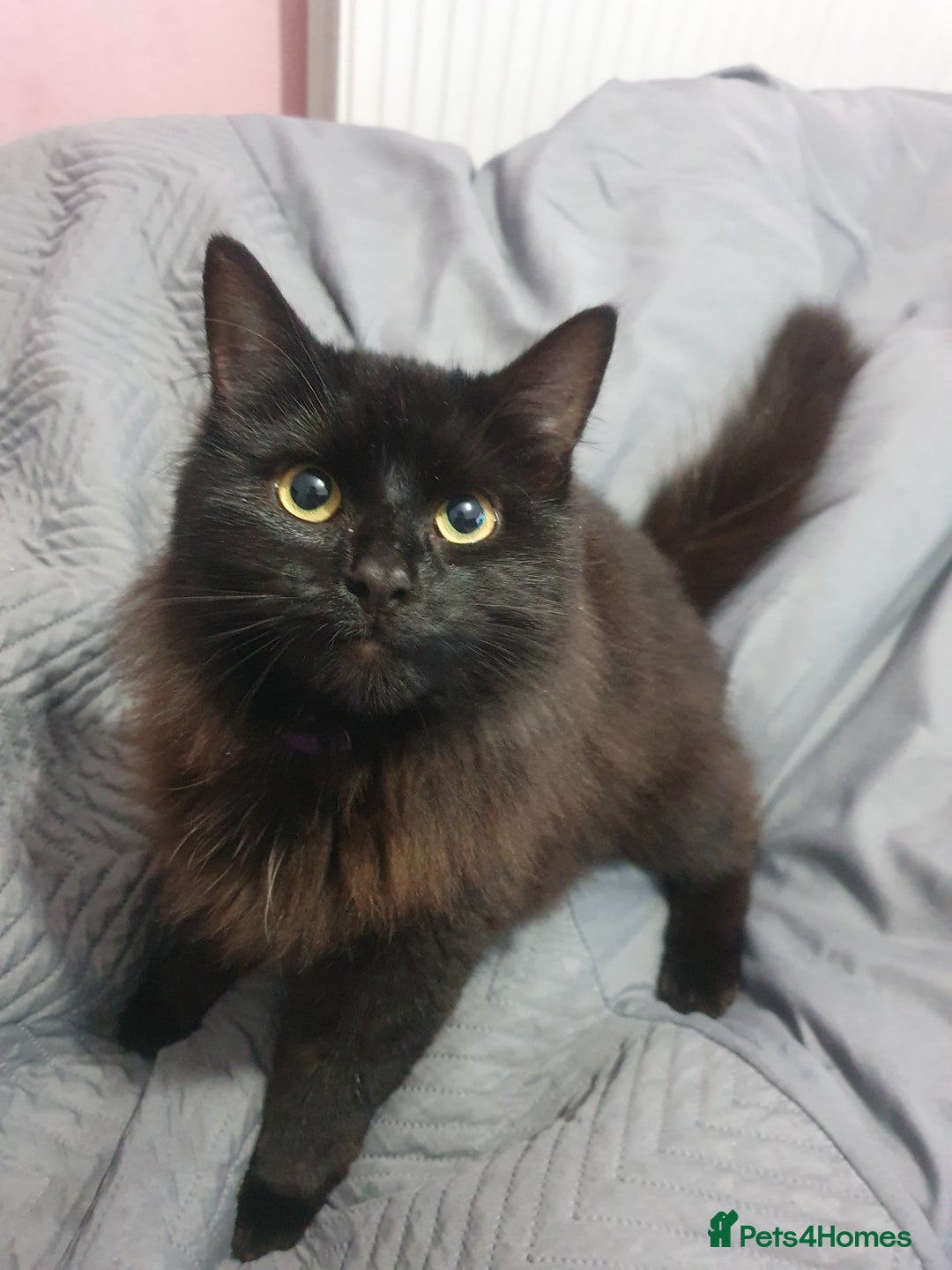 Mixed Breed cats for sale: Beautiful black cat 1 year old read description 🙏 - Advert 1