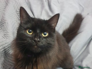 Mixed Breed cats Beautiful black cat 1 year old read description 🙏 - Advert 1