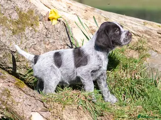German Wirehaired Pointer dogs READY TO GO! HEALTH CHECKED, VACC. KC REG GWP PUPS - Advert 5