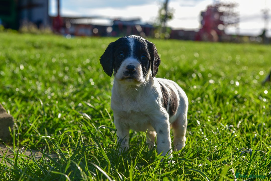 Sprocker dogs for sale: Beautiful Springer Spaniel KC Health Clear Parents - Image 11