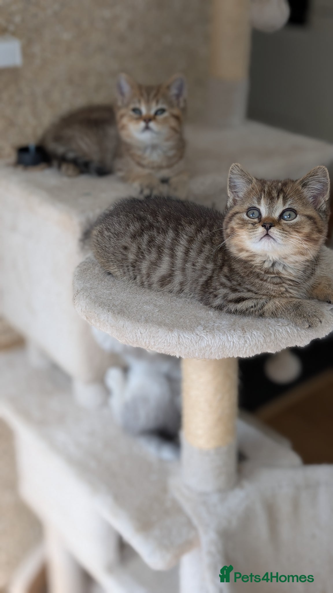 Mixed Breed cats for sale: Stunning TeddyBear Persian Chinchilla x BSH girls  - Advert 14