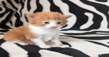 Mixed Breed cats - Advert 4