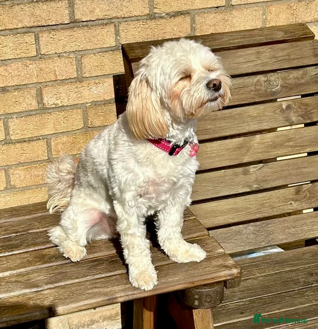 Mixed Breed dogs for adoption: Dixie is a beautiful 3.5 year old Poodle cross - Advert 6