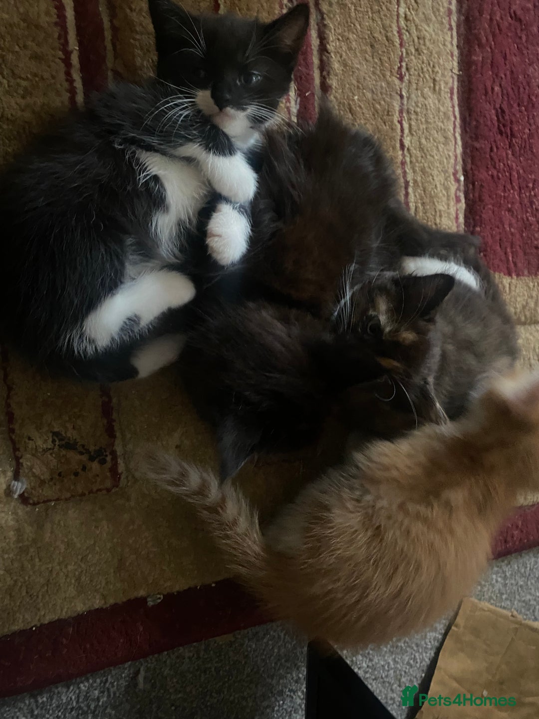 American Wirehair cats for sale: 4 kitten for sale - Image 3