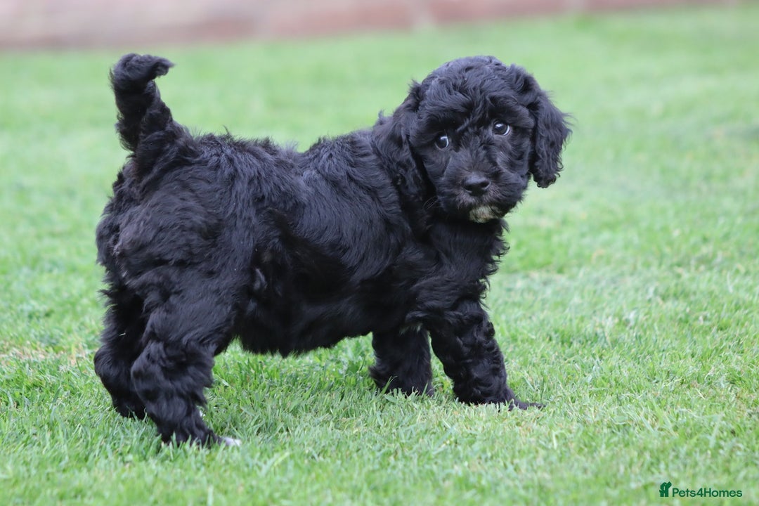 Cavapoochon dogs for sale: Beautiful Cavapoochon puppies for sale - Image 31