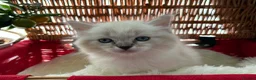 Ragdoll cats for sale: Luxury Blue Point Mitted Ragdoll Kittens - Advert 3