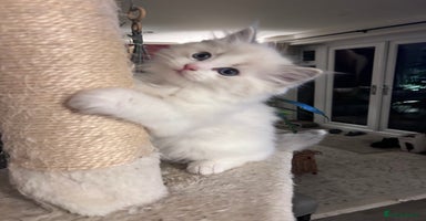 Ragdoll cats - Advert 11