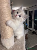 Ragdoll cats - Advert 11