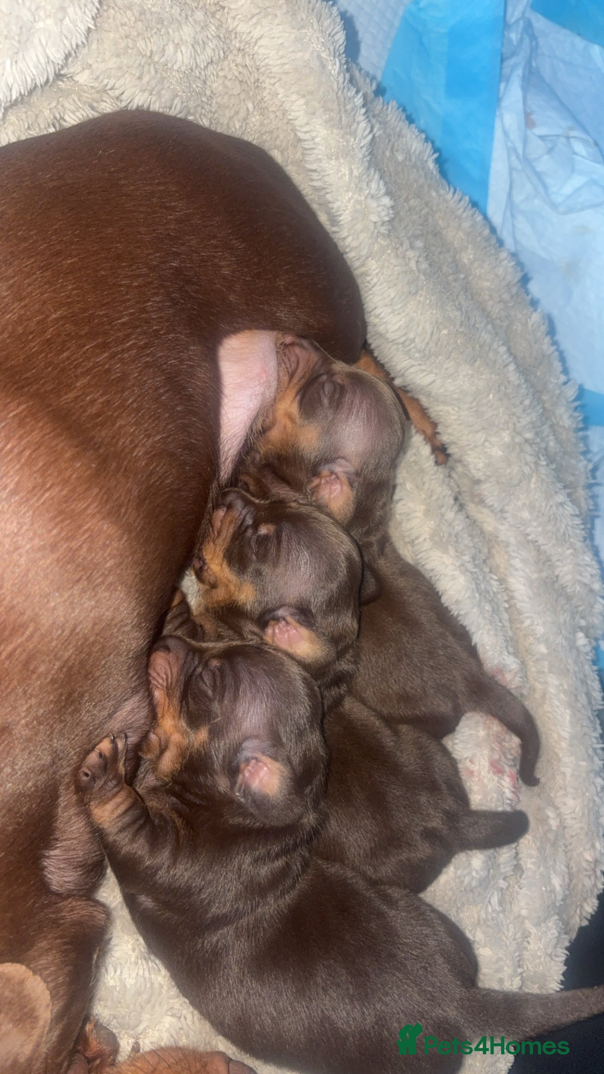 Miniature Dachshund dogs Miniature dachshund puppies  - Advert 1