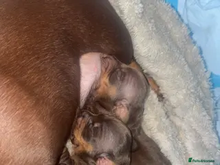 Miniature Dachshund dogs Miniature dachshund puppies - Advert 1
