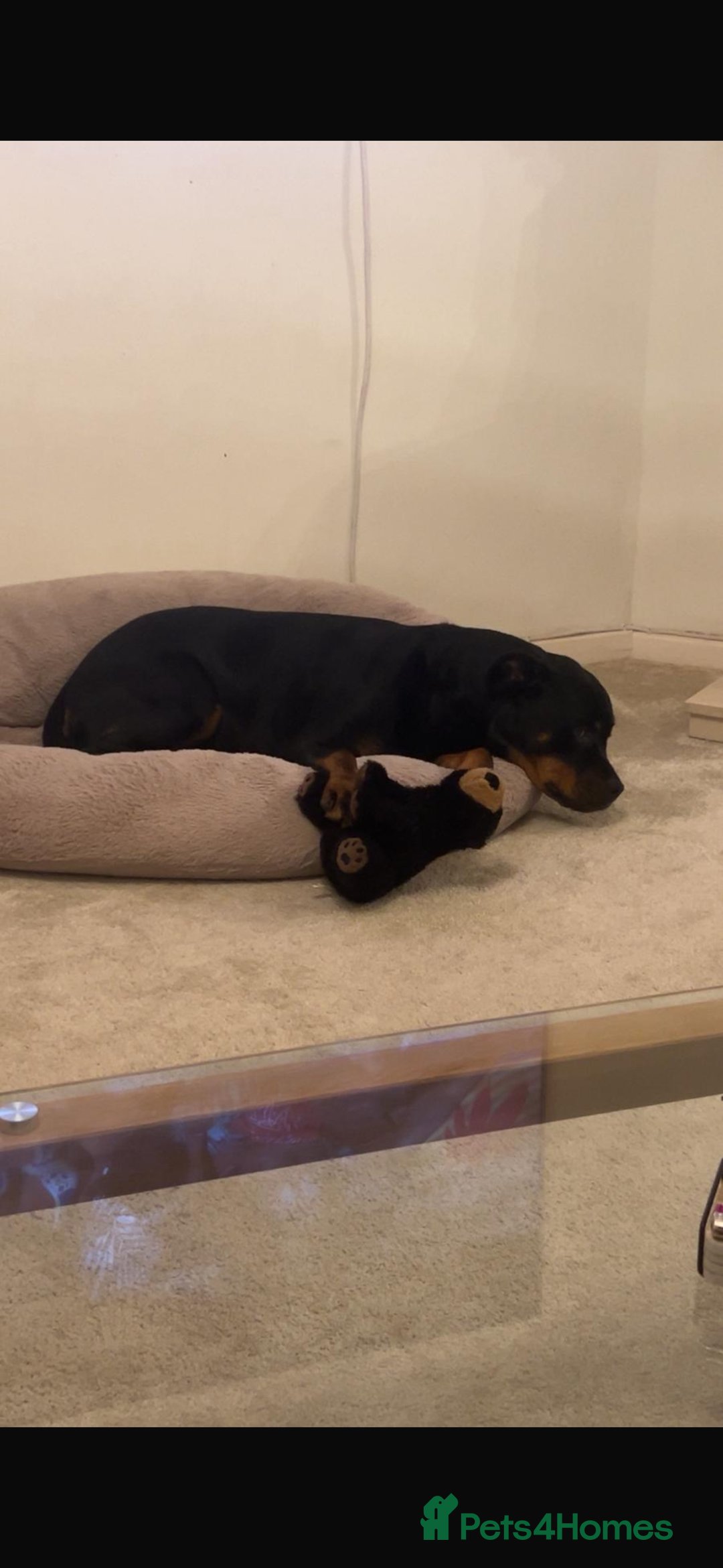Rottweiler dogs for sale: Rottweiler girl for rehome - Image 4