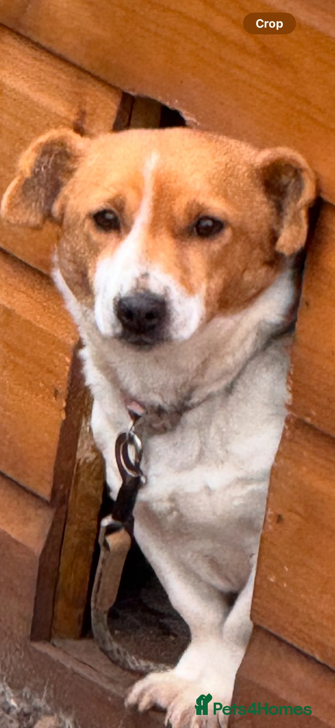Mixed Breed dogs for sale: Pomeranian cross Jack Russell - Advert 2