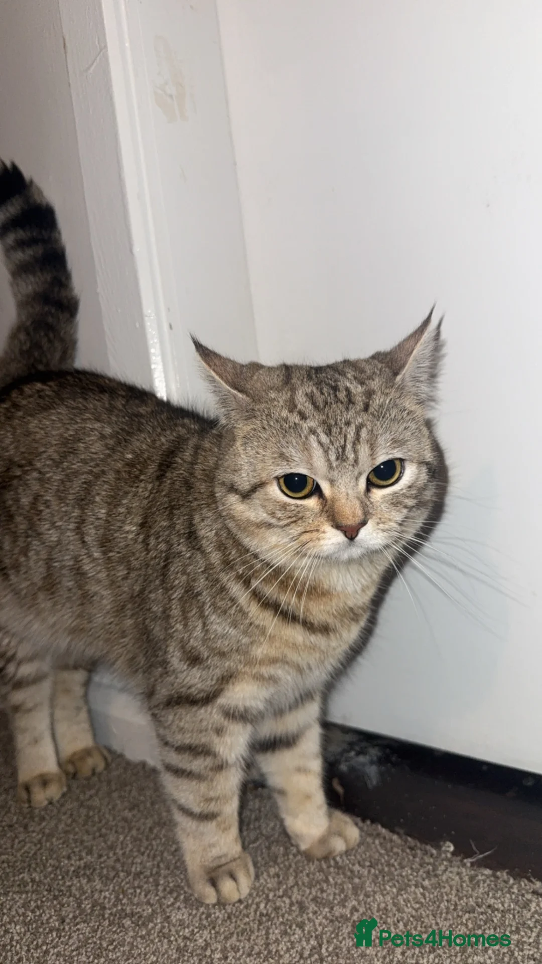 British Shorthair cats for sale: British shorthair  - Advert 8