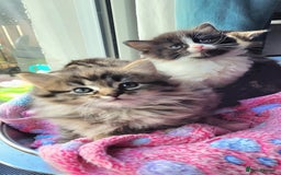 Ragdoll cats for sale: Adorable mixed Norwegian/Ragdoll left  in Dundee - Image 12