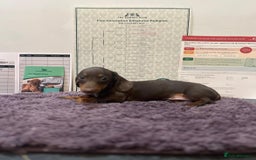 Miniature Dachshund dogs for sale: 5 kc reg PRA CLEAR MINI DACHSHUNDS - Advert 7