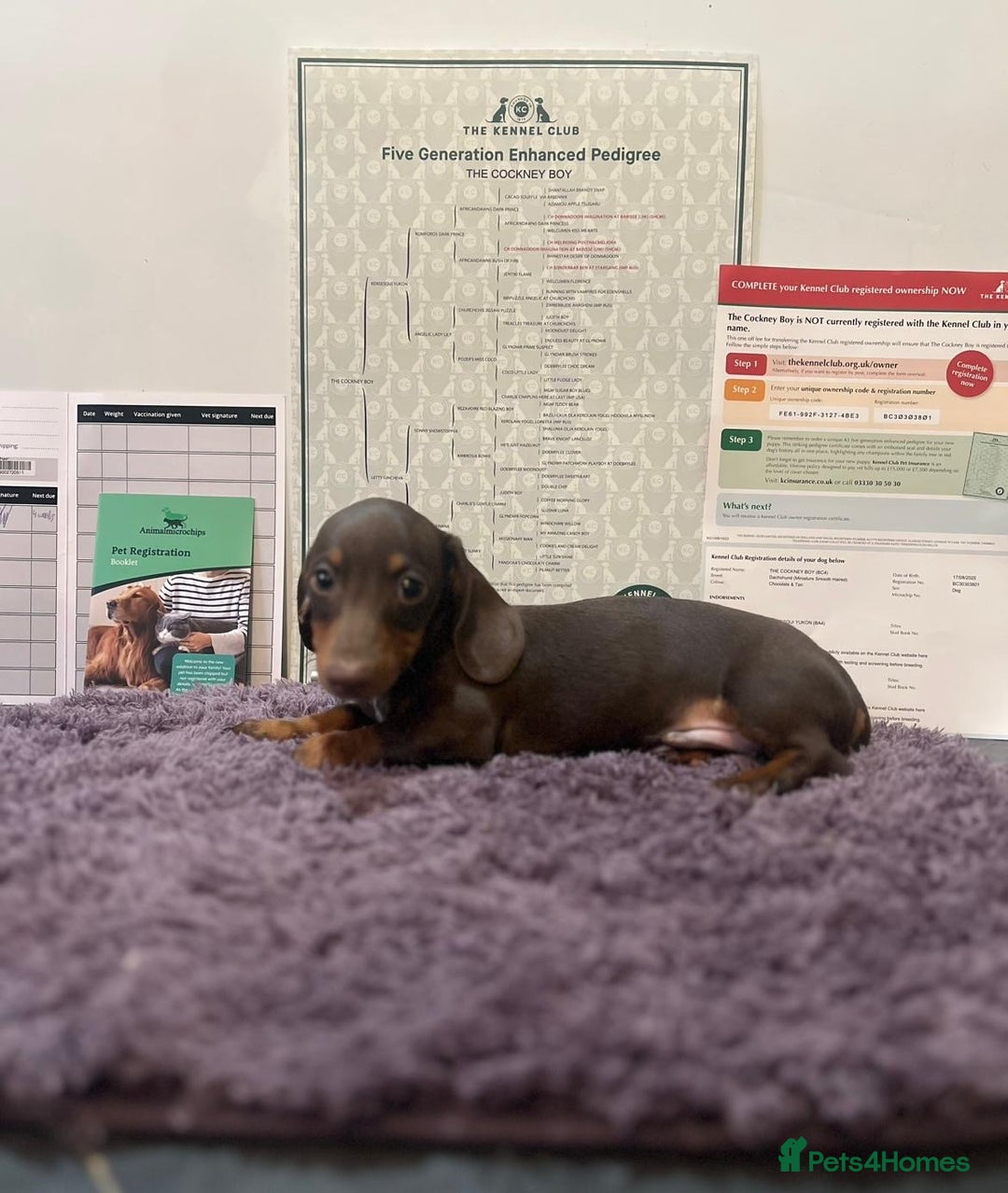 Miniature Dachshund dogs for sale: 5 kc reg PRA CLEAR MINI DACHSHUNDS - Advert 7